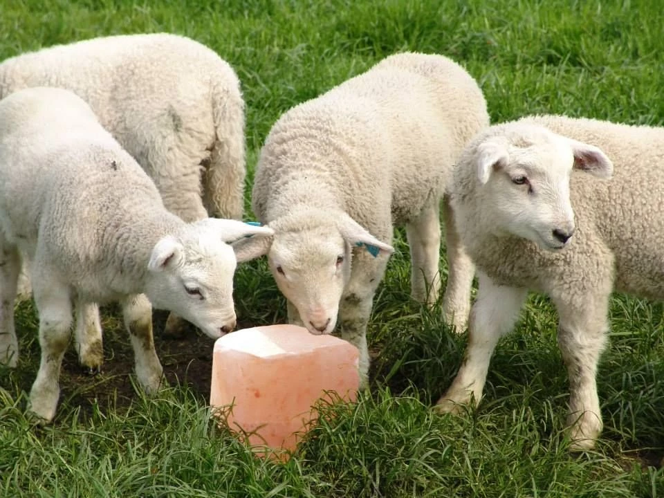 продукция